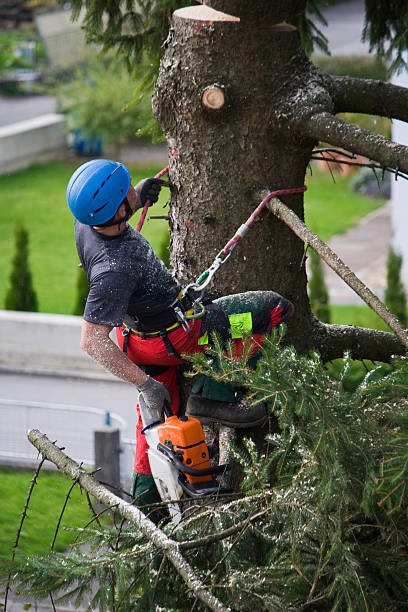 Best Emergency Tree Removal  in Salem Heights, OH